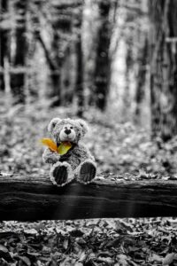 teddy bear, bear, stuffed animal, trunk, log, trees, forest, nature, leaves, foliage, autumn